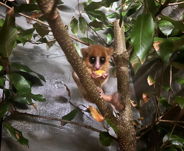 Shaldon is first UK zoo to house rare mouse lemur